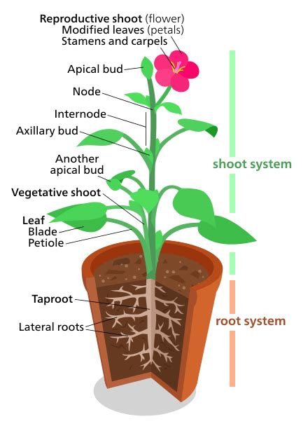 plant structures that are similar to organs
